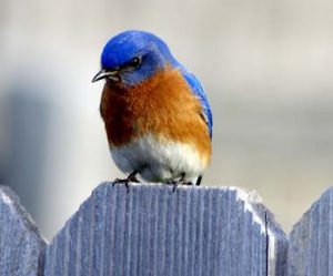 eastern-bluebird-male