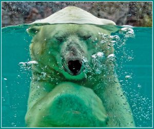 polar-bear